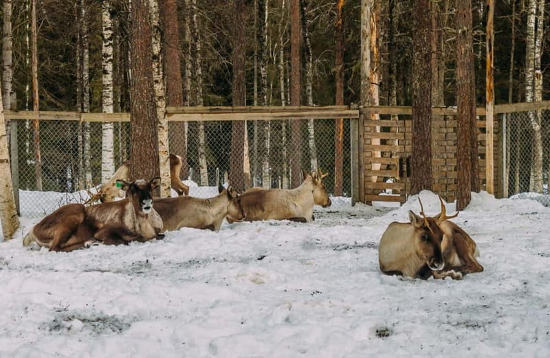 Rovaniemi: Trip to Ranua Zoo with Tickets - Rovaniemi to Ranua Zoo: What This Trip Really Feels Like