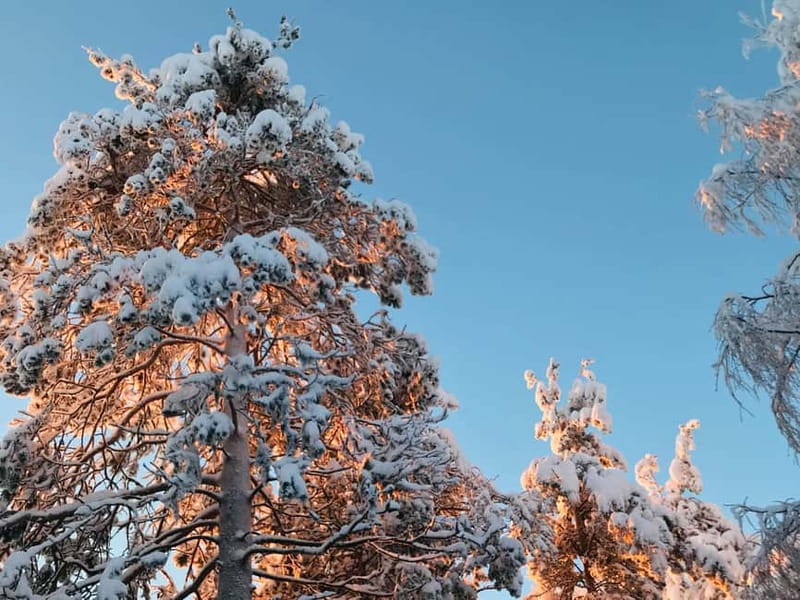 Rovaniemi: Trip to Ranua Zoo with Tickets - What’s Included, What’s Not, and How to Plan Food