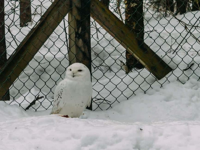 Rovaniemi: Trip to Ranua Zoo with Tickets - Price and Value: Is This Worth $102 Per Person?