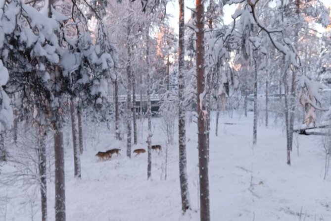 Rovaniemi: Trip to Ranua Zoo with Tickets Included - Ranua Zoo as a focused day plan from Rovaniemi