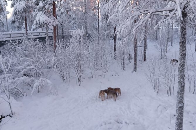 Rovaniemi: Trip to Ranua Zoo with Tickets Included - Lapland food and Fazer sweets: what to plan for on-site