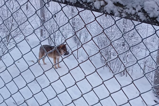 Rovaniemi: Trip to Ranua Zoo with Tickets Included - Guides, comfort, and the small touches that change the day