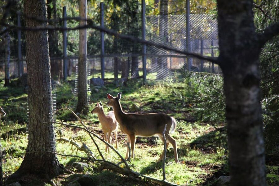 Rovaniemi: trip to the Ranua Zoo (transportation, tickets) - Winter walking tips that make the day actually enjoyable