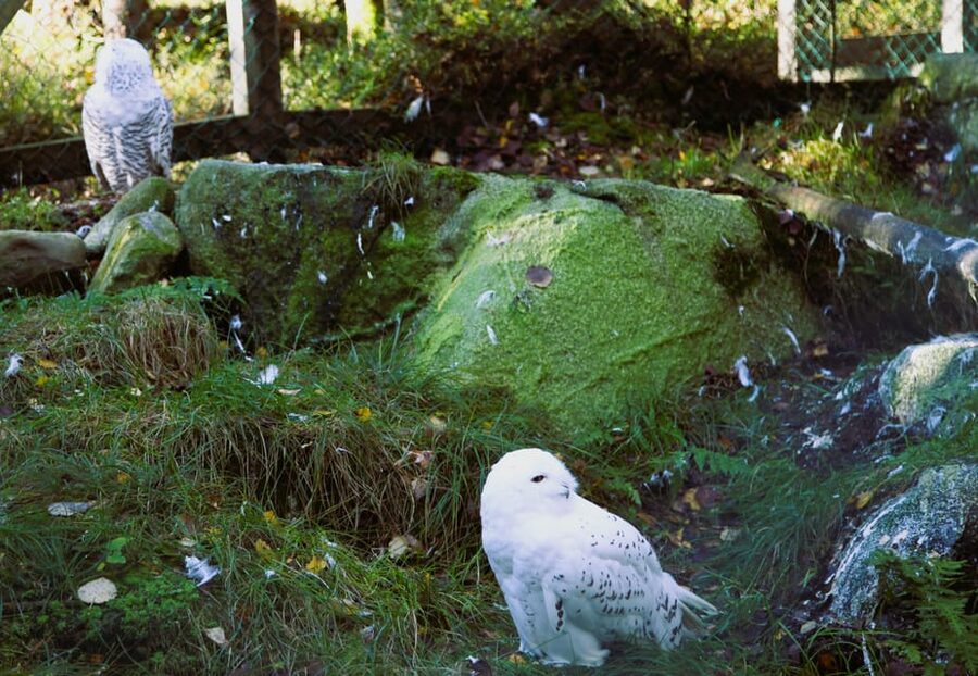 Rovaniemi: trip to the Ranua Zoo (transportation, tickets) - Is it worth $117 per person for a 5-hour visit?