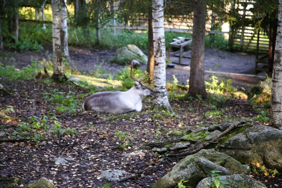 Rovaniemi: trip to the Ranua Zoo (transportation, tickets) - Who should book Ranua Zoo from Rovaniemi?