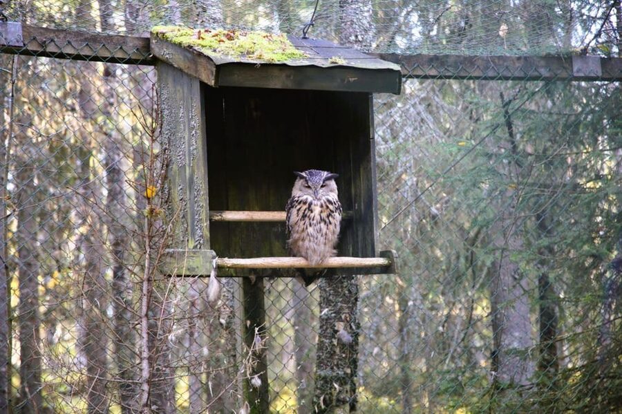 Rovaniemi: trip to the Ranua Zoo (transportation, tickets) - FAQ