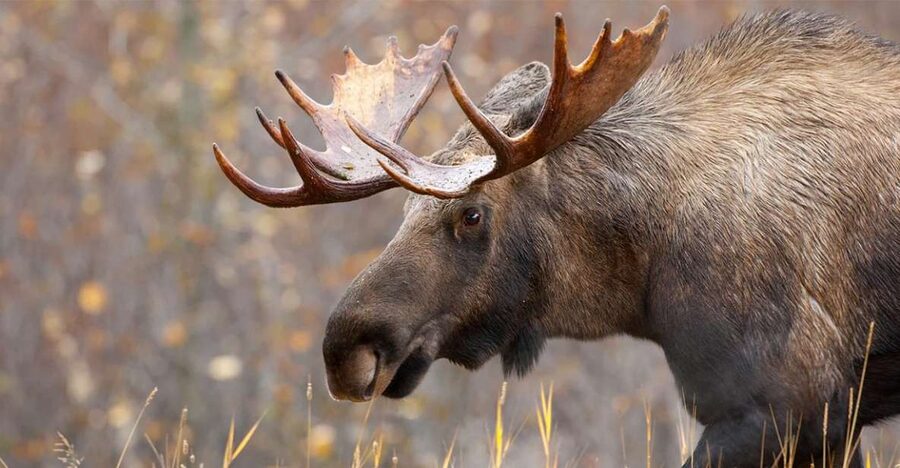 Rovaniemi: Wild Moose Safari - Key things to know before you go