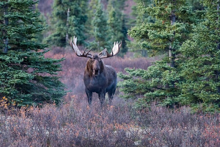 Rovaniemi: Wild Moose Safari - Rovaniemi Wild Moose Safari in plain words
