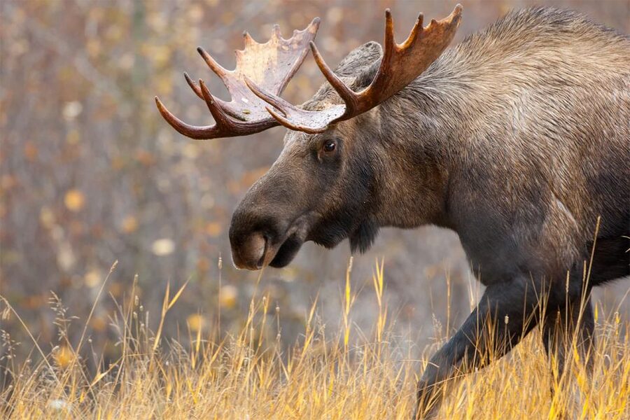 Rovaniemi: Wild Moose Safari - The moose itself: what you’re looking for