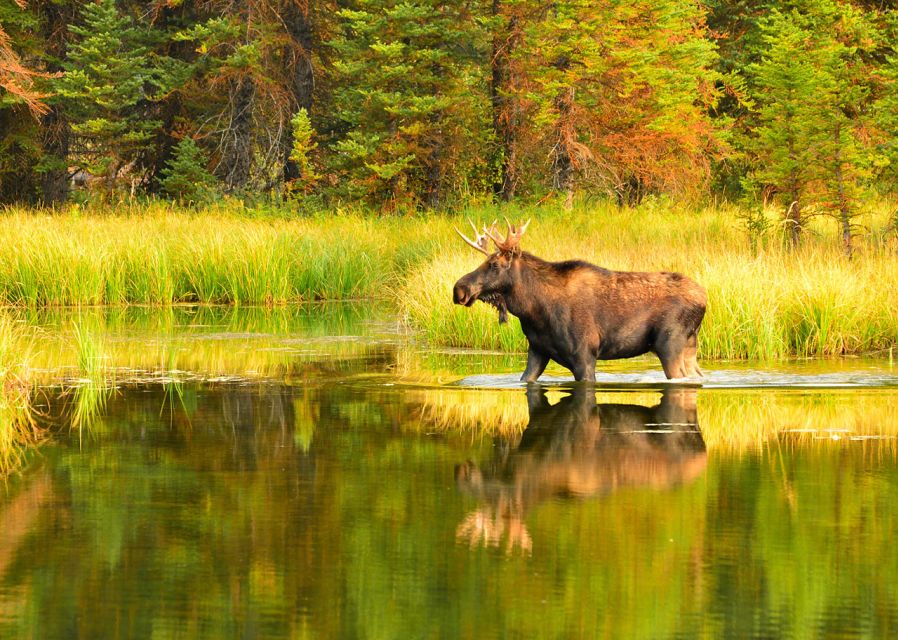 Rovaniemi: Wild Moose Safari - How to make the safari more satisfying