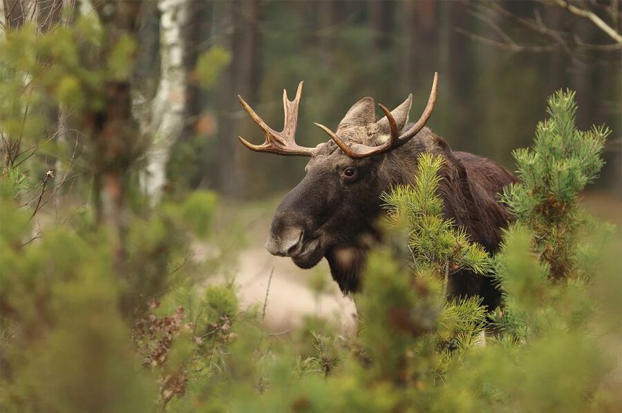 Rovaniemi: Wild Moose Safari - Getting picked up and the car ride into Lapland