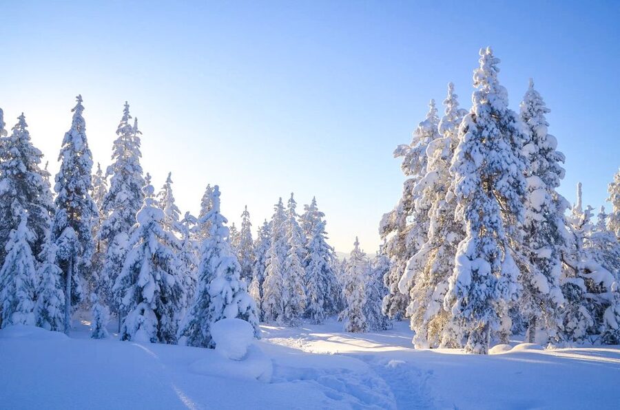 Rovaniemi: Wilderness Tour - Spotting Animal Footprints in Winter Snow (And Why It’s So Satisfying)