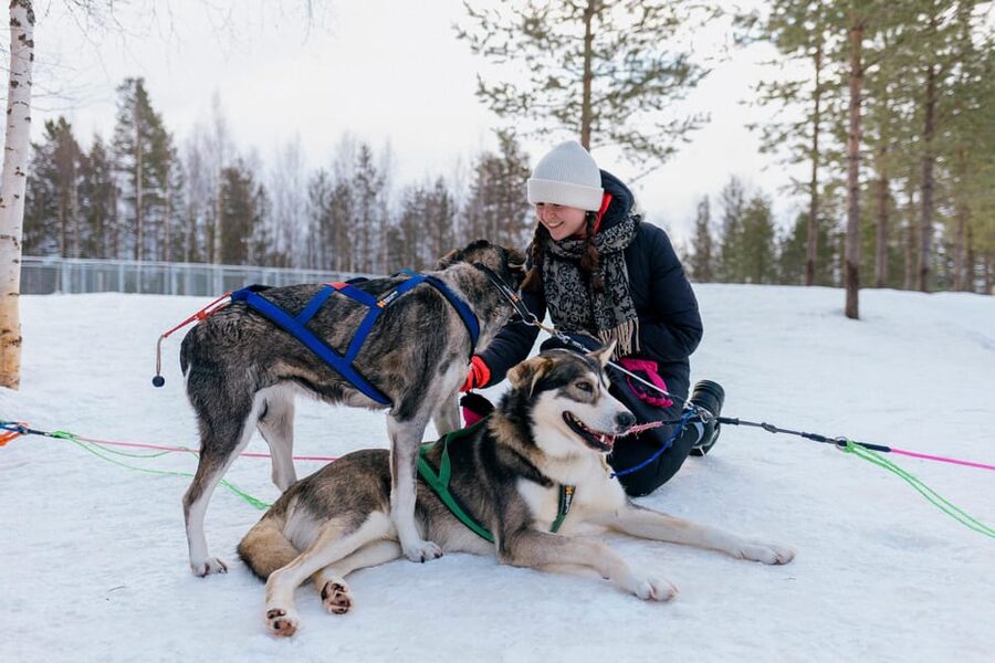 Saariselkä: 10KM Husky Safari with kennel visit - The kennel visit at a small, quality-first husky farm