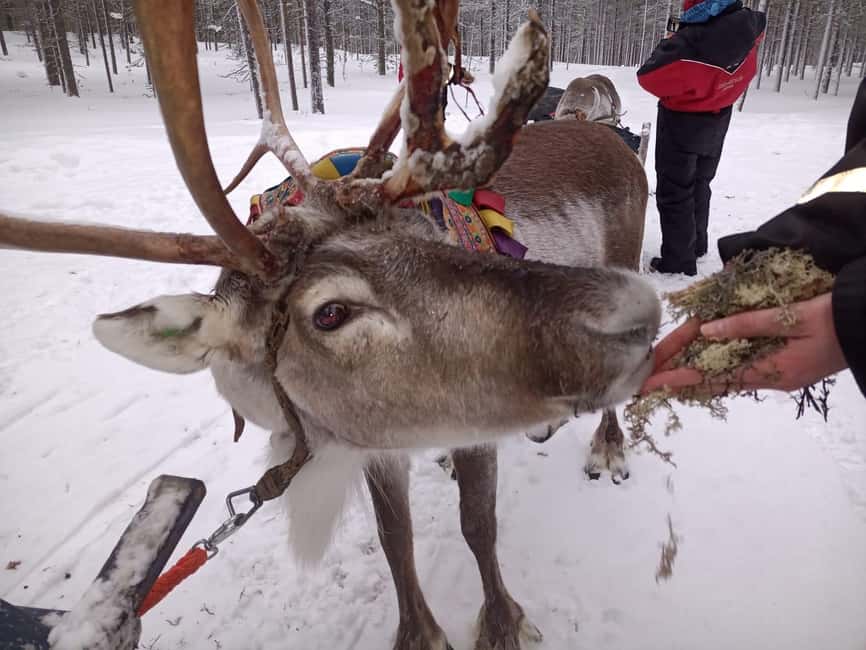 Saariselkä: Northern Lights & Reindeer Sledding Tour - Joikun Kotakahvio or Porofarmi Stop: Snacks, Reindeer Time, and What It Feels Like