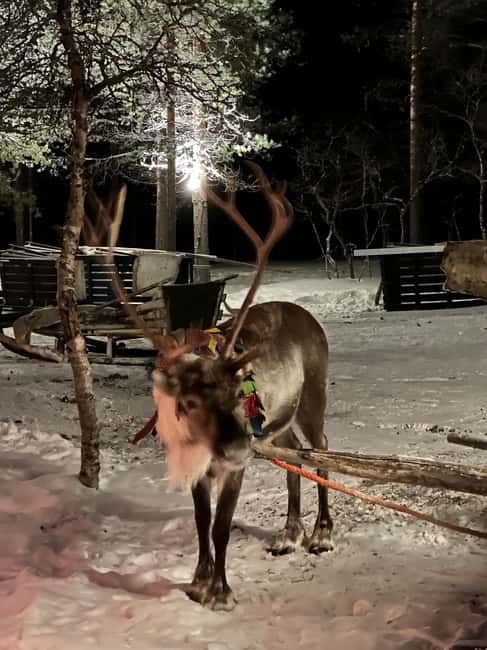 Saariselkä: Northern Lights & Reindeer Sledding Tour - Price and Value: Why $222 Can Make Sense in Lapland