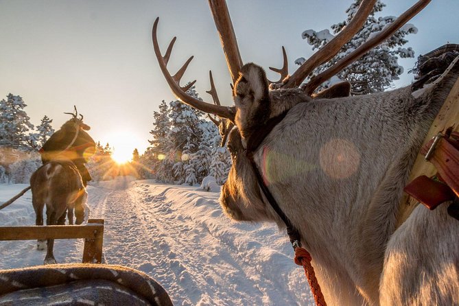 Santa Claus Village Guided Tour & Arctic Animals Adventure - The reindeer ride at Santa Claus Reindeer: 500 meters, lots of magic
