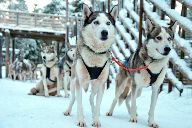 Santa Claus Village Guided Tour & Arctic Animals Adventure - Group size, guide style, and what small-group really changes