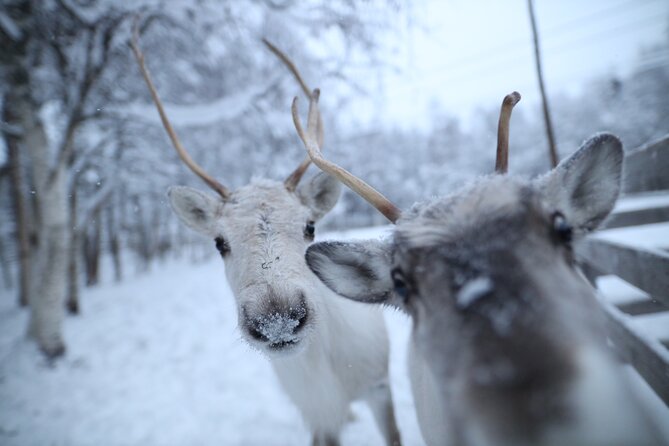 Santa Claus Village, Husky and Reindeers Combo Safari - How This 4-Hour Combo Works From Rovaniemi City Center
