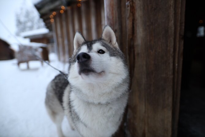 Santa Claus Village, Husky and Reindeers Combo Safari - Who This Tour Fits Best in Lapland (and Who Might Skip It)