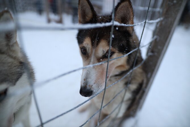 Santa Claus Village, Husky and Reindeers Combo Safari - Practical Tips for Your Day at Husky Park and the Santa Village