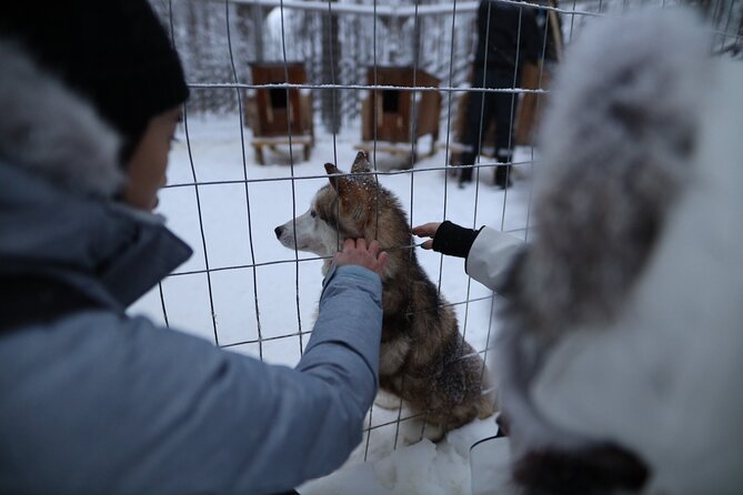 Santa Claus Village, Husky and Reindeers Combo Safari - Husky Park: Meeting the Team Behind the Sled