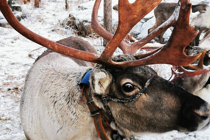 Santa's Reindeer & Husky Safari + Aurora BBQ in Rovaniemi - Key points to know before you go