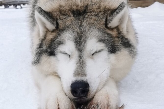 Santa's Reindeer & Husky Safari + Aurora BBQ in Rovaniemi - Husky Sprint and Reindeer Magic, plus Real Aurora Time