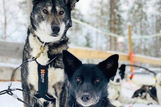 Santa's Reindeer & Husky Safari + Aurora BBQ in Rovaniemi - Evening Northern Lights Hunt: two dark-sky stops, not one