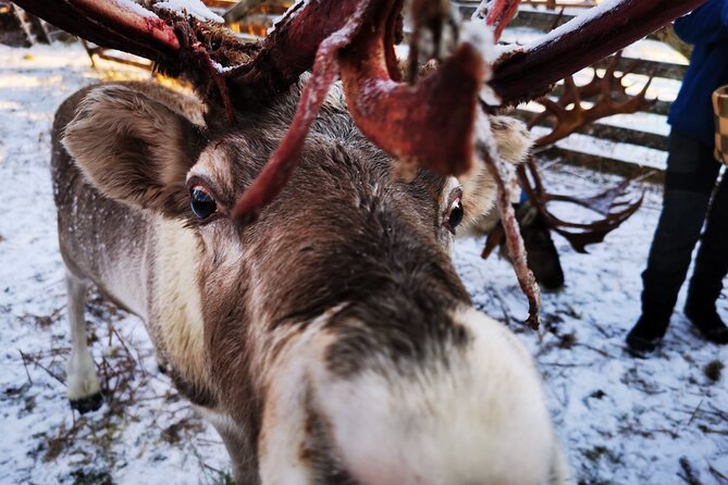 Santa's Reindeer & Husky Safari + Aurora BBQ in Rovaniemi - Who this suits best, and who should consider alternatives