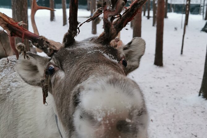 Santa's Reindeer & Husky Safari + Aurora BBQ in Rovaniemi - Morning in Rovaniemi: Husky Safari and Siberian Reindeer Encounters