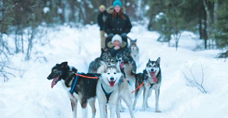 Sirkka: Husky Sled Ride in Levi 2km or 5 km from Levi - From Sirkka to Levi: quick transfer, easy start