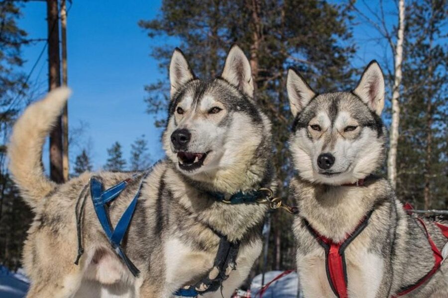 Sirkka: Husky Sled Ride in Levi 2km or 5 km from Levi - The sled ride itself: 2 km or 5 km in Lapland winter