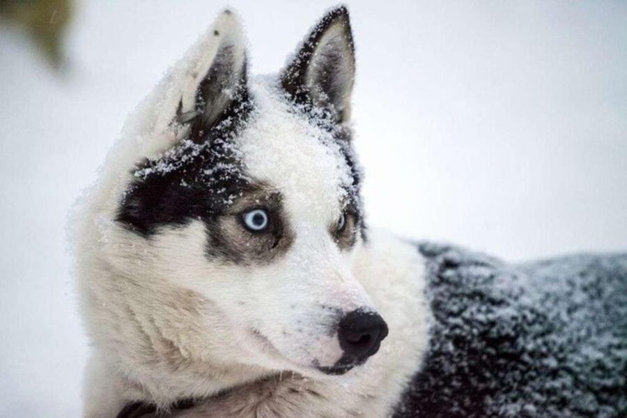 Sirkka: Husky Sled Ride in Levi 2km or 5 km from Levi - What to pack for Lapland cold when thermal gear is not included
