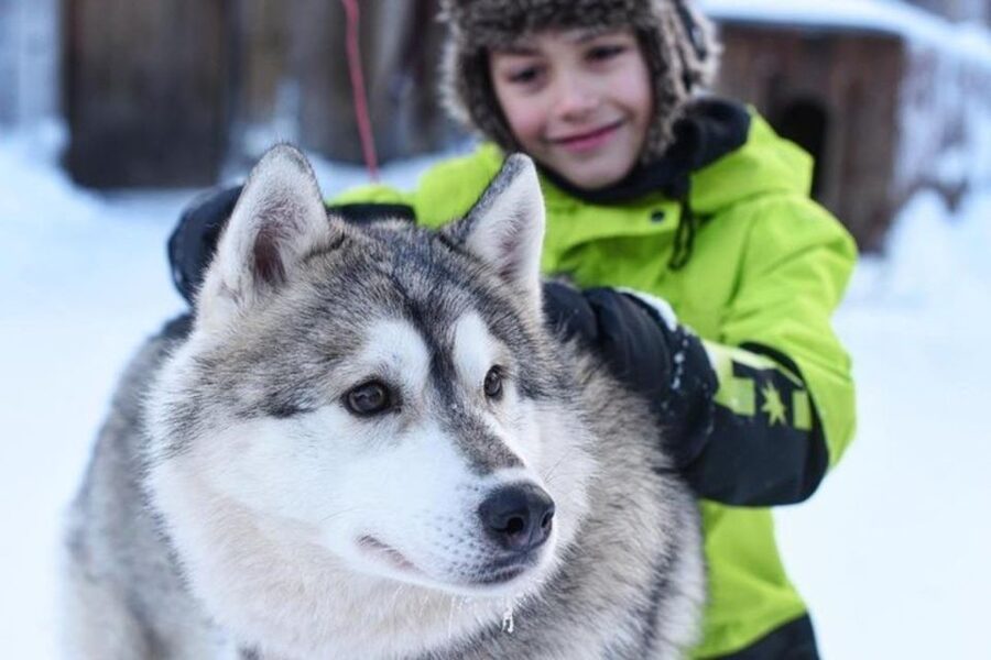 Sirkka: Husky Sled Ride in Levi 2km or 5 km from Levi - Price and value: what you’re really paying for at about $199