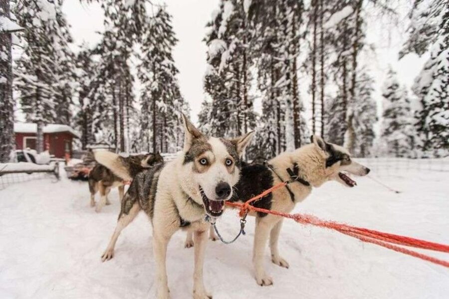 Sirkka: Husky Sled Ride in Levi 2km or 5 km from Levi - How to get the most out of your first husky ride