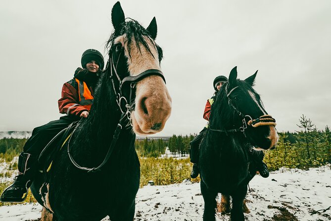 Small-Group Arctic Circle Horse Riding from Rovaniemi - Price and value: why $145 can make sense here
