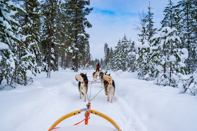 Small-Group Husky Mushing Experience in Rovaniemi - Key things to know before you go