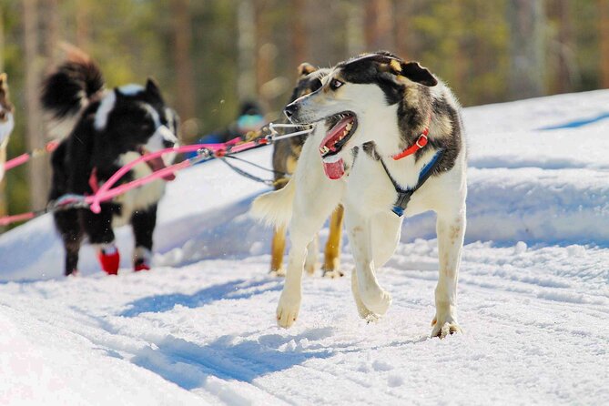 Small-Group Husky Mushing Experience in Rovaniemi - Your husky route: 6 to 10 km through snowy forest