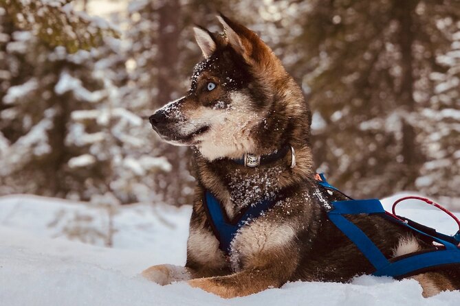 Small-Group Husky Mushing Experience in Rovaniemi - Kota warm-up: sausages, hot drinks, and real recovery time