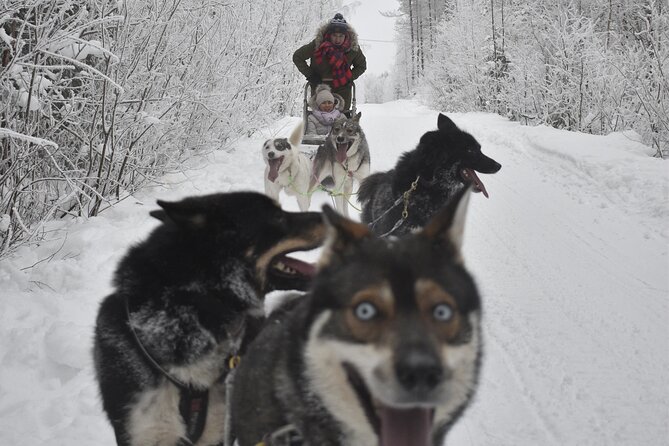Small-Group Husky Mushing Experience in Rovaniemi - Price and value: why $277.05 can make sense here