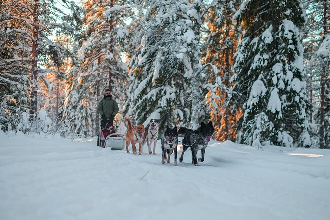 Small-Group Husky Mushing Experience in Rovaniemi - Who should book this husky mushing, and who should rethink it