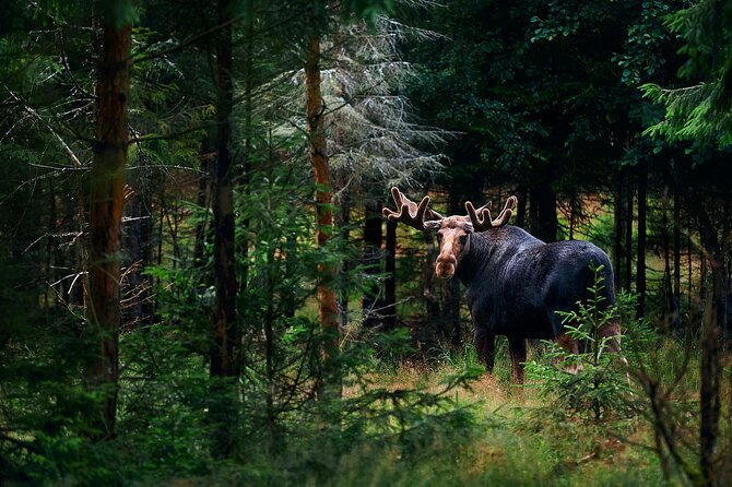 Small-Group Moose Wild Safari from Rovaniemi - Key Things That Make This Moose Safari Worth Your Time