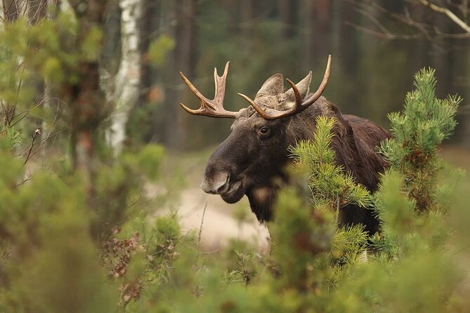 Small-Group Moose Wild Safari from Rovaniemi - Who This Moose Wild Safari Is Best For
