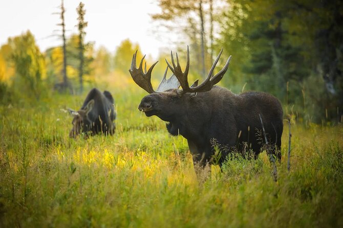 Small-Group Moose Wild Safari from Rovaniemi - FAQ