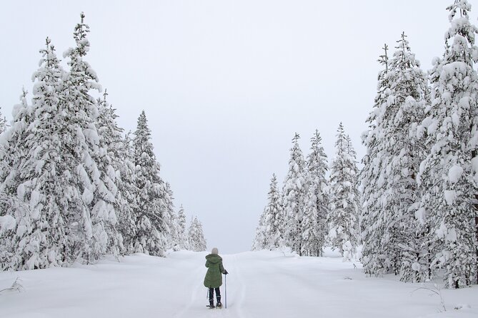 Small-Group Snowshoeing Adventure In Lapland - Guides, Gear, and the Arctic Survival Lessons You Can Actually Use