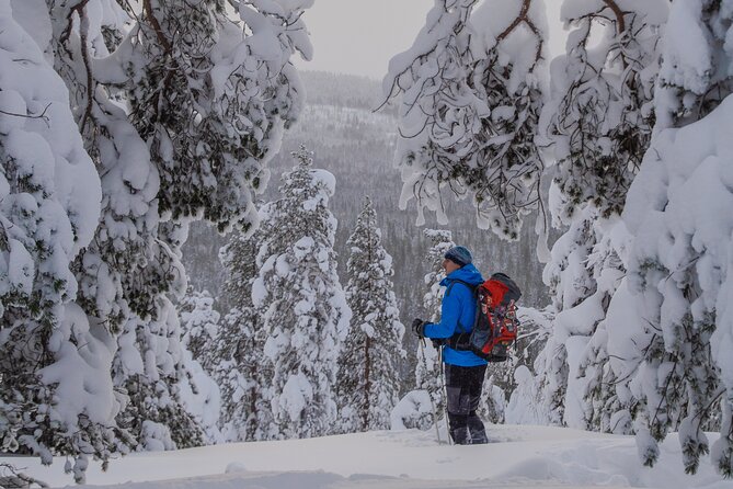 Small-Group Snowshoeing Adventure In Lapland - Wildlife Chances: Reindeer and Arctic Hares Without the Pressure