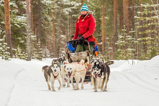 Snowmobile & Animals Day Tour - Morning logistics in Rovaniemi: pickup, meeting hub, and timing