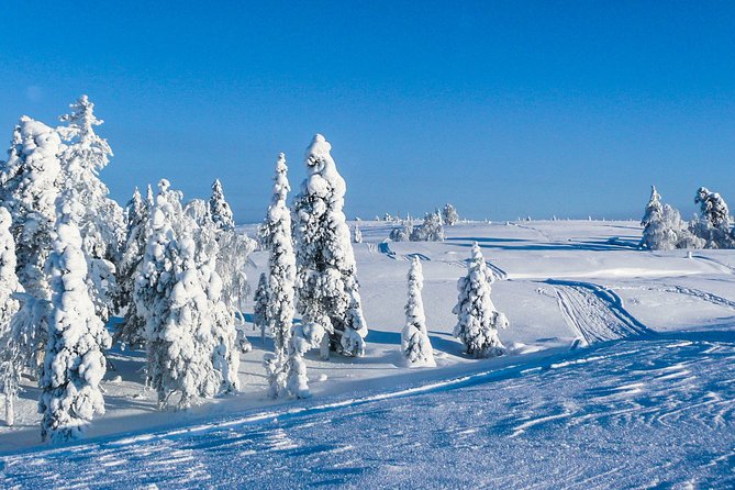 Snowmobile Safari in the Nature - Morning start - Driver vs Passenger: How the Solo Option Works