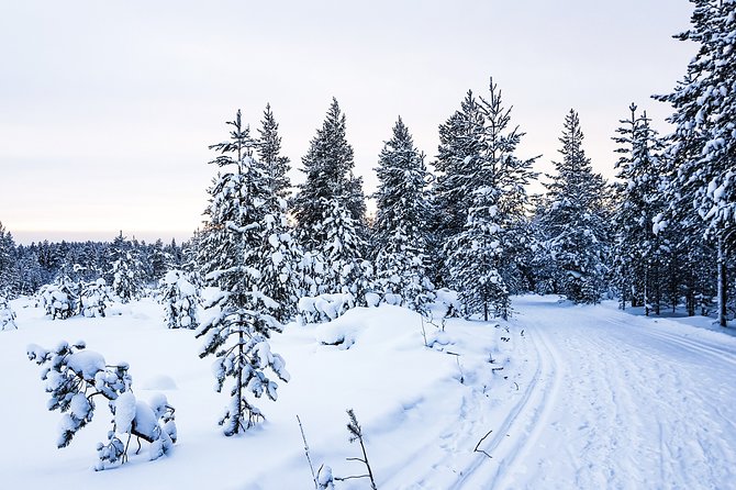 Snowmobile Safari on the Tundra - Guides, safety, and the small-group advantage
