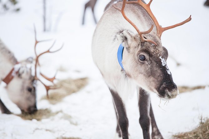 Snowmobile Safari to Lake Inari, meet & feed Reindeers, Lunch - Snowmobile Safari From Ivalo: How the Ride Feels and What Guides Handle